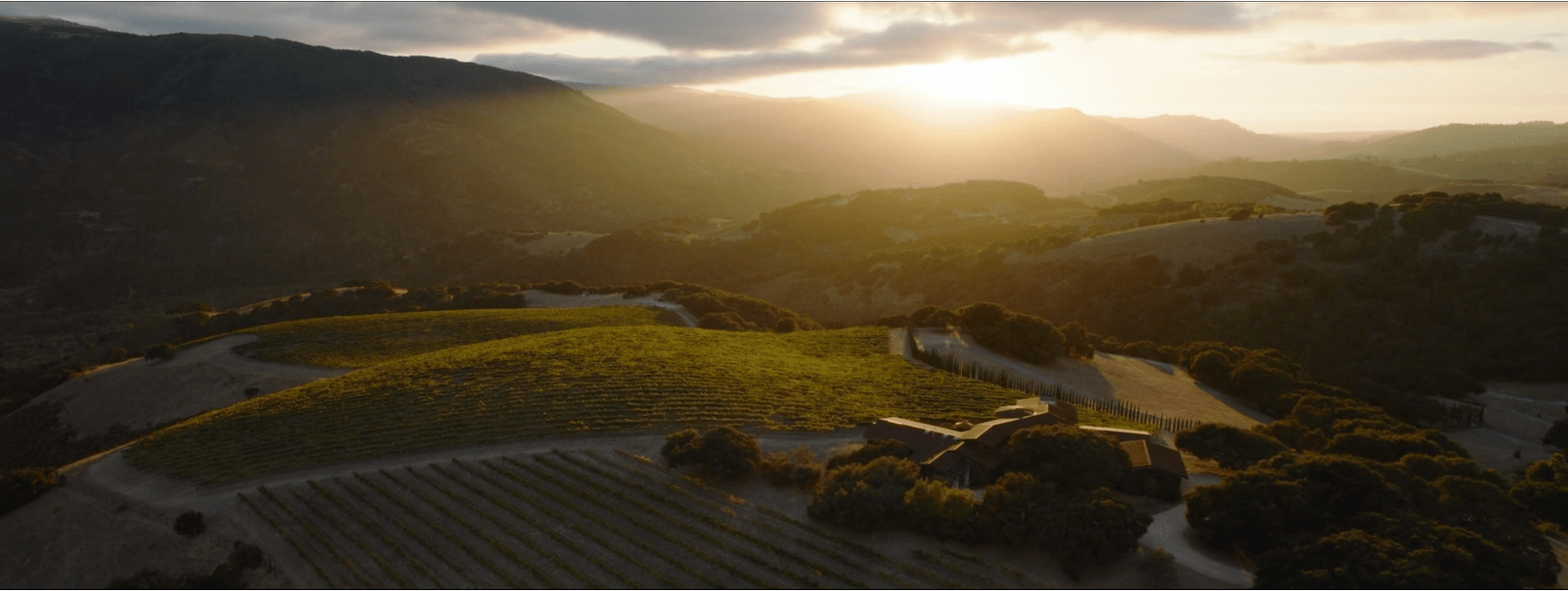 Diamond T Vineyard at sunset