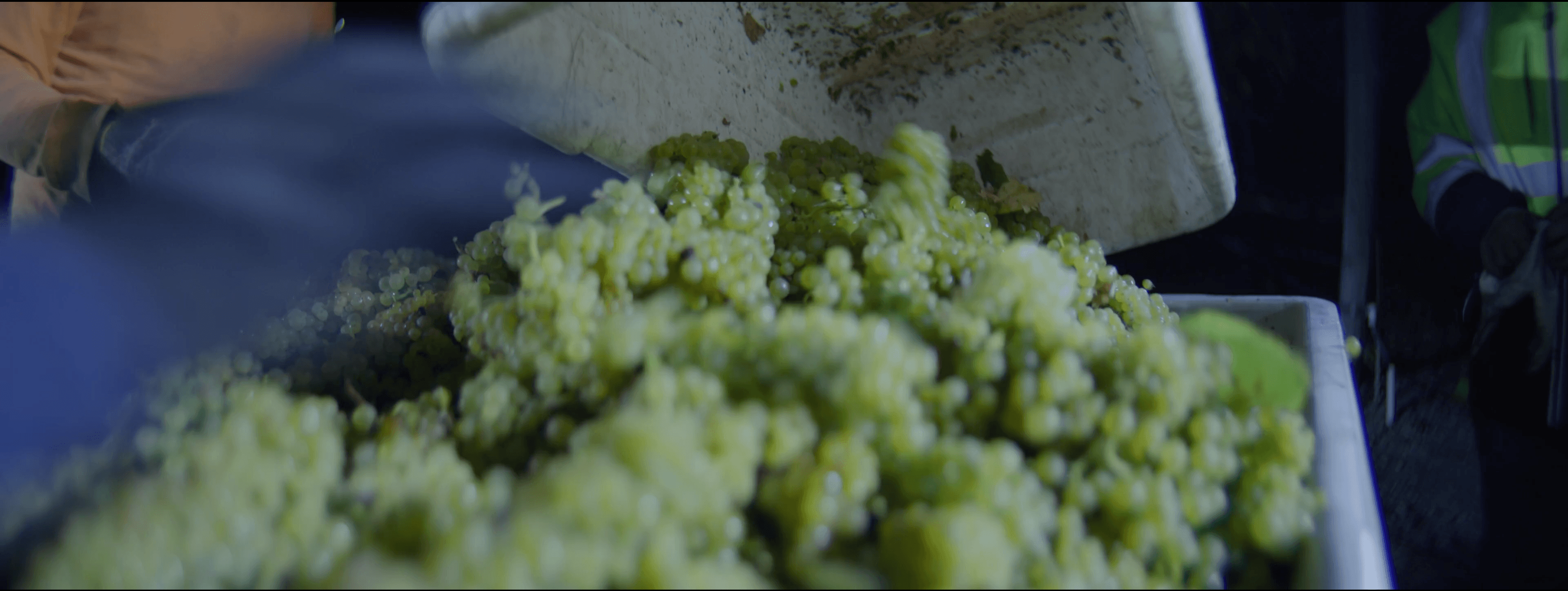Close-up of freshly harvested Chardonnay grapes from Diamond T Ranch
